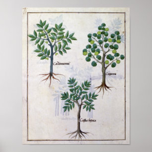 Affiche Illustration tirée du "Livre des médicaments simpl