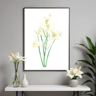 Affiche Illustration végétale Vintage de Paradisea