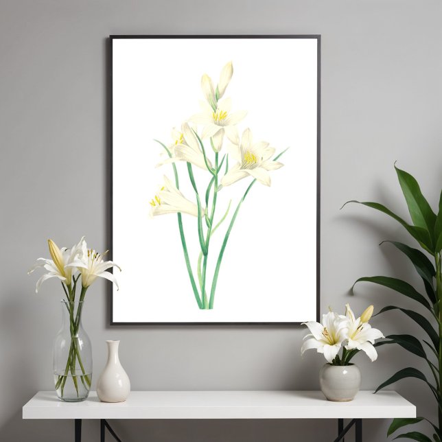Affiche Illustration végétale Vintage de Paradisea (Créateur téléchargé)