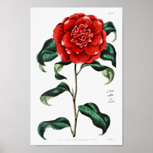 Affiche Illustration vintage
