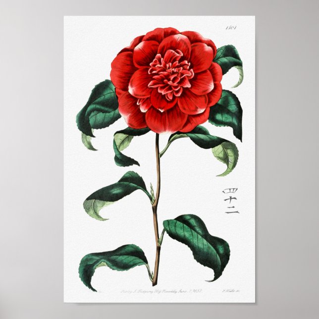 Affiche Illustration vintage (Devant)