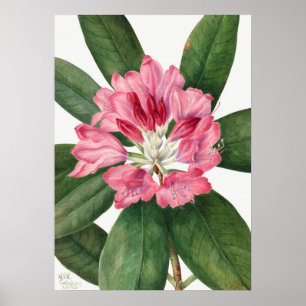 Affiche Illustration vintage