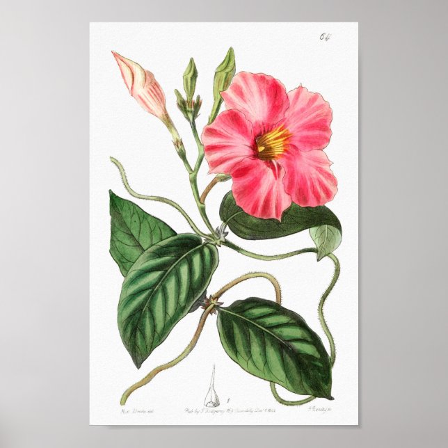 Affiche Illustration vintage (Devant)