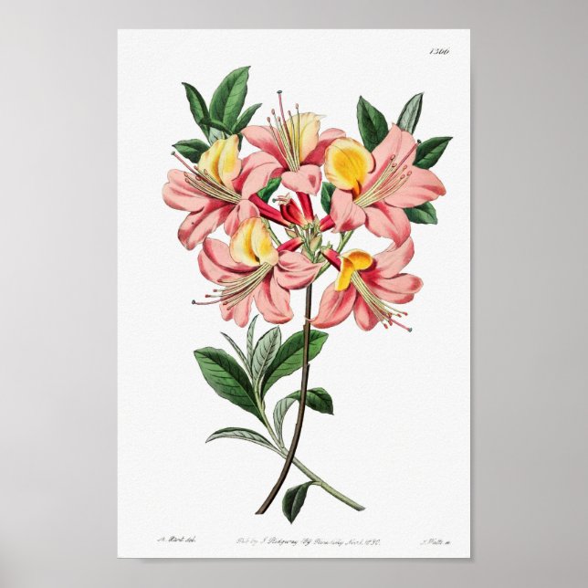 Affiche Illustration vintage (Devant)