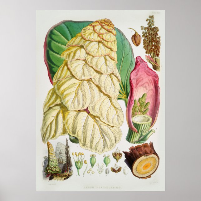 Affiche Illustration vintage (Devant)