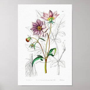 Affiche Illustration vintage