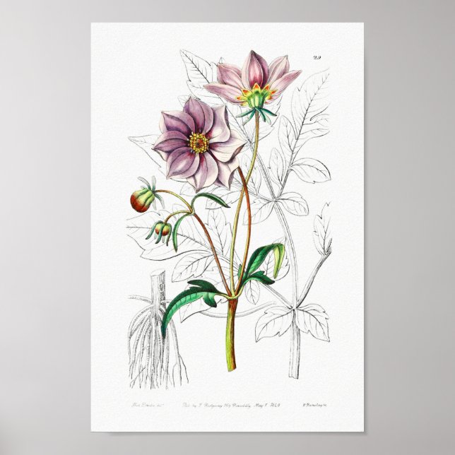 Affiche Illustration vintage (Devant)