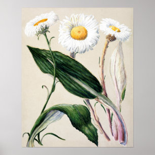 Affiche Illustration vintage