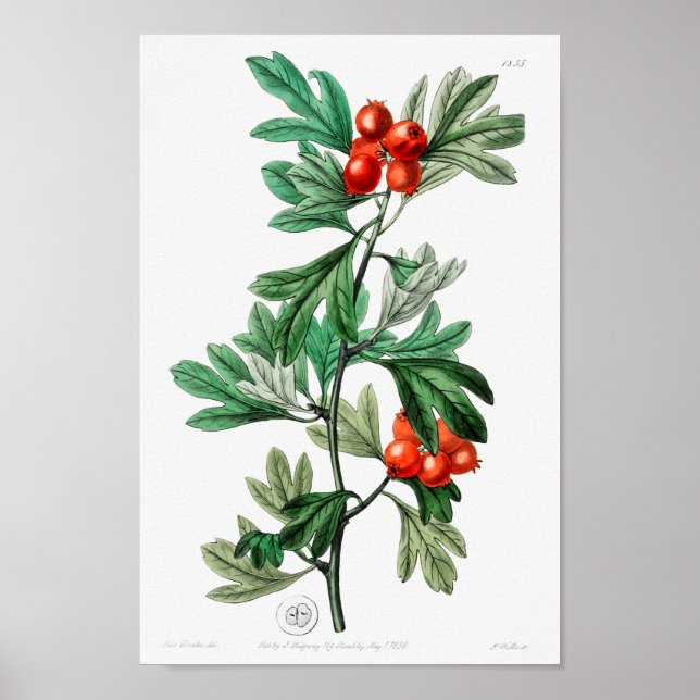 Affiche Illustration vintage (Devant)