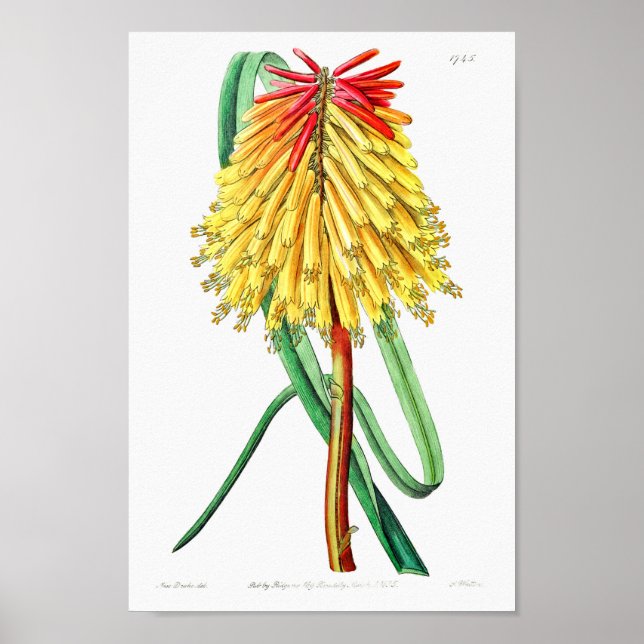 Affiche Illustration vintage (Devant)