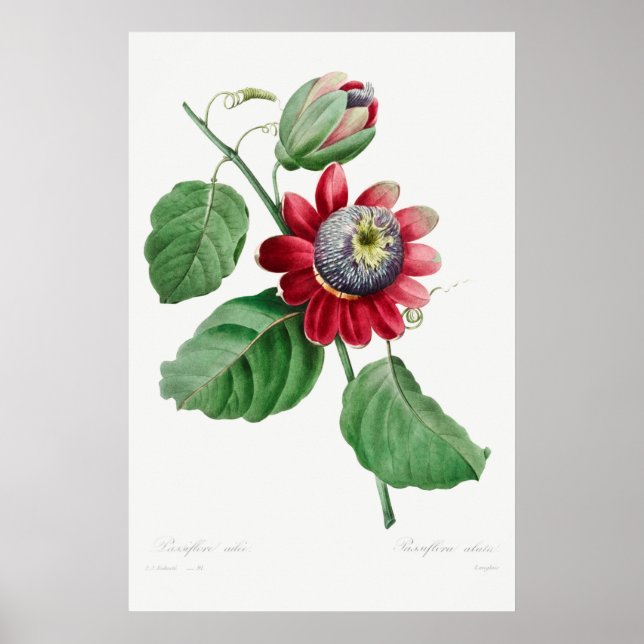 Affiche Illustration vintage (Devant)