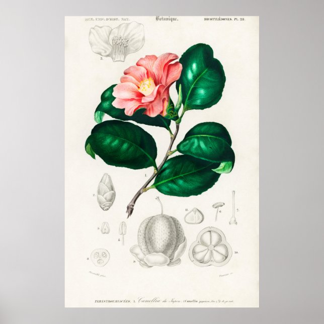 Affiche Illustration vintage (Devant)