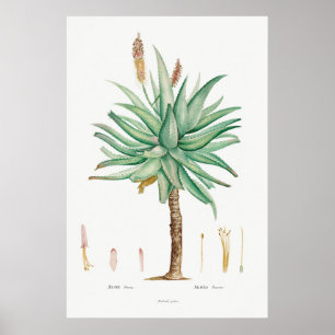 Affiche Illustration vintage