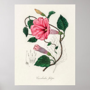 Affiche Illustration vintage