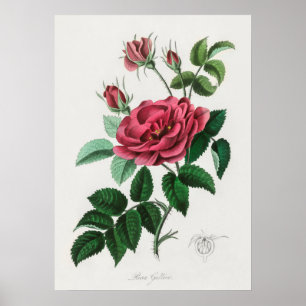 Affiche Illustration vintage