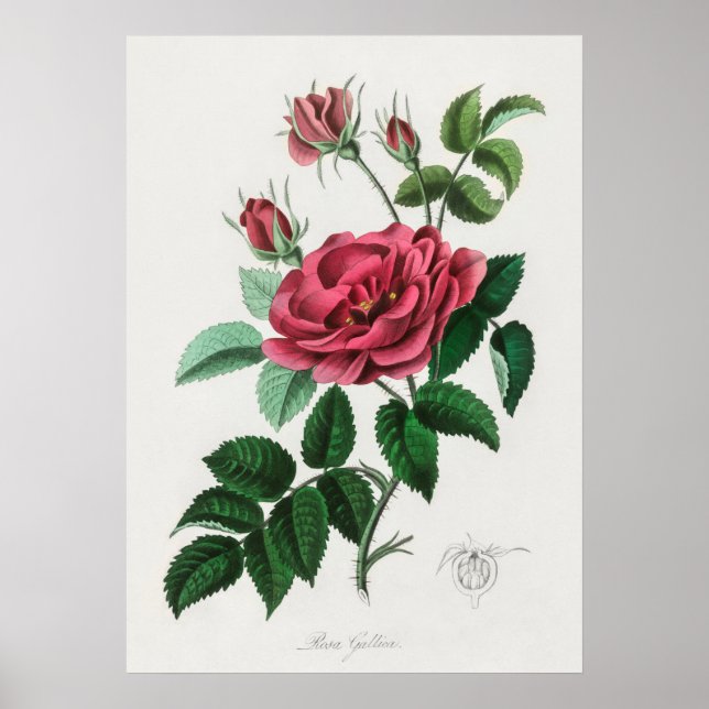 Affiche Illustration vintage (Devant)