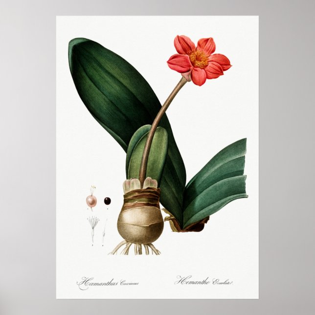 Affiche Illustration vintage (Devant)