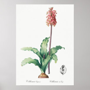 Affiche Illustration vintage