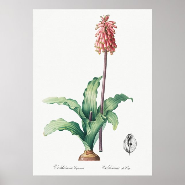 Affiche Illustration vintage (Devant)