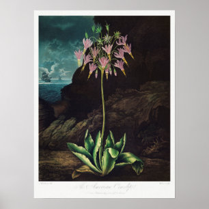 Affiche Illustration vintage