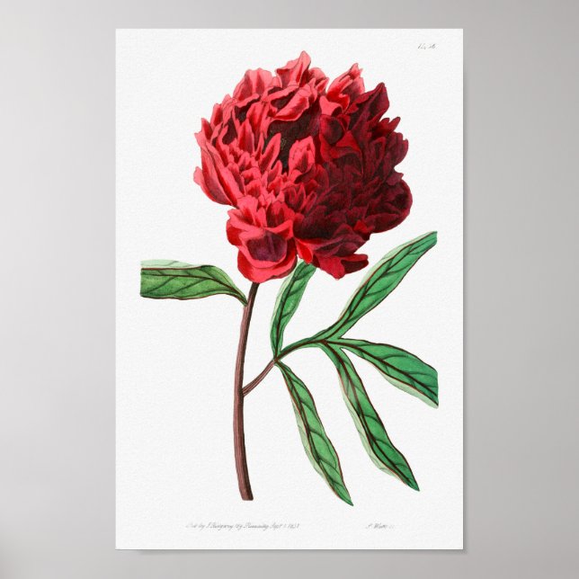 Affiche Illustration vintage (Devant)
