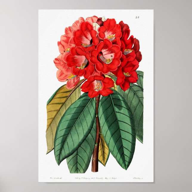 Affiche Illustration vintage (Devant)