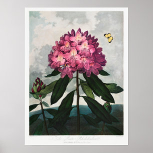 Affiche Illustration vintage