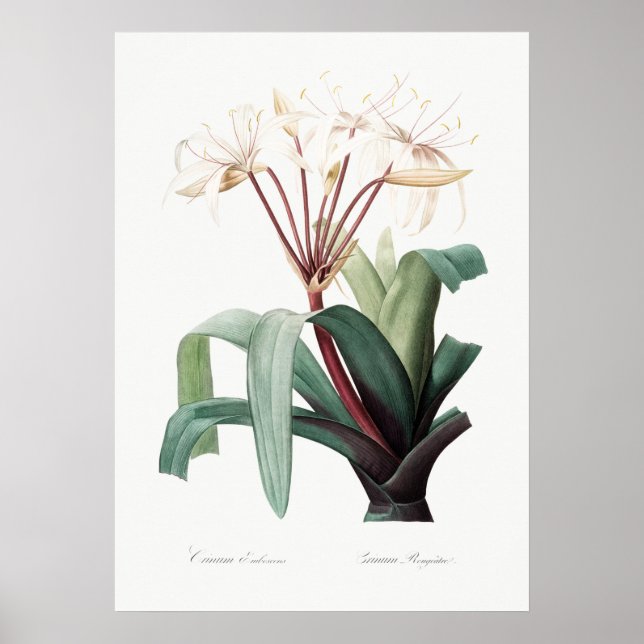 Affiche Illustration vintage (Devant)