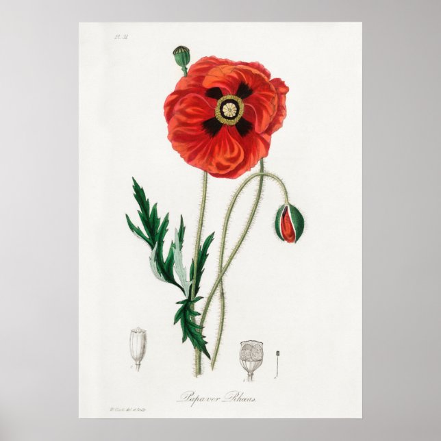 Affiche Illustration vintage (Devant)