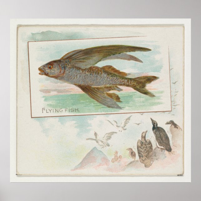 Affiche Illustration vintage Barbados Flying Fish (1889) (Devant)