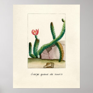 Affiche Illustration vintage Cactus