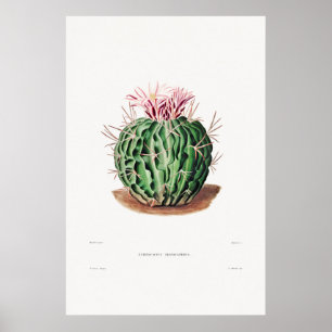 Affiche Illustration Vintage Cactus