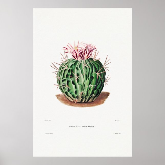 Affiche Illustration vintage Cactus (Devant)