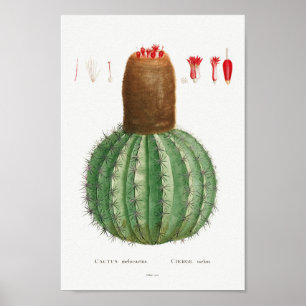 Affiche Illustration vintage Cactus