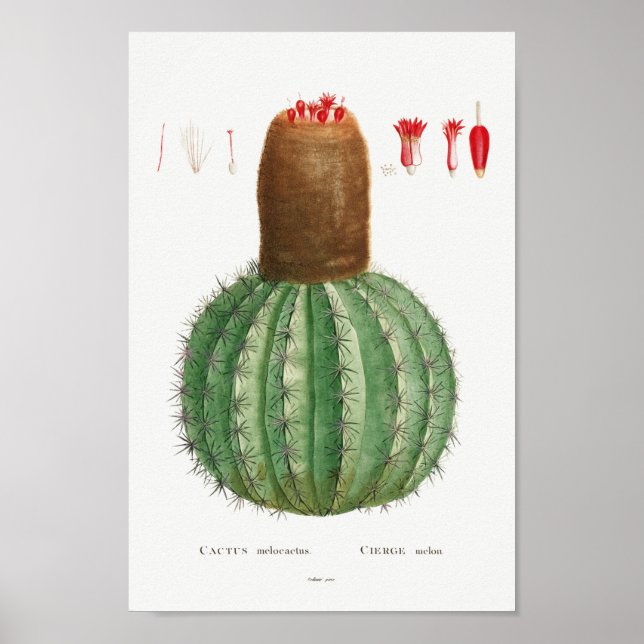 Affiche Illustration vintage Cactus (Devant)