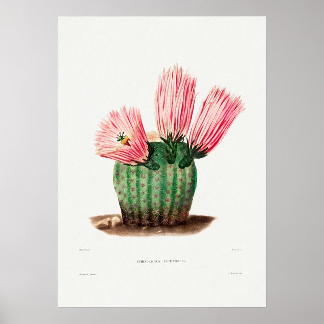 Affiche Illustration vintage Cactus (Devant)