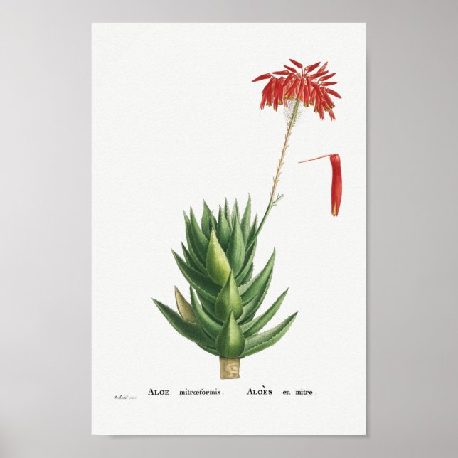 Affiche Illustration vintage Cactus (Devant)
