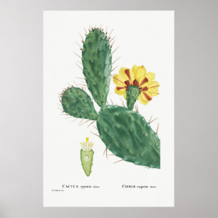 Affiche Illustration vintage Cactus