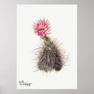 Affiche Illustration vintage Cactus