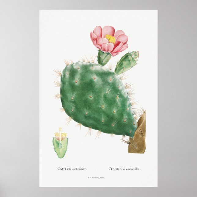 Affiche Illustration vintage Cactus (Devant)