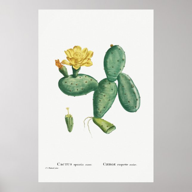 Affiche Illustration vintage Cactus (Devant)