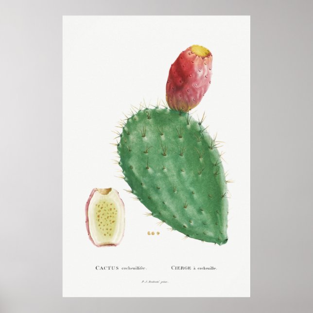 Affiche Illustration vintage Cactus (Devant)