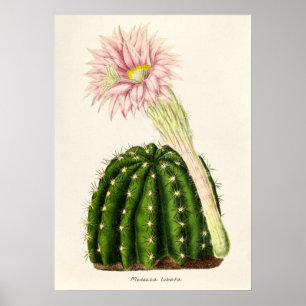 Affiche Illustration vintage Cactus