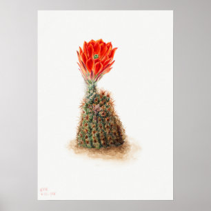 Affiche Illustration vintage Cactus