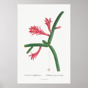 Affiche Illustration vintage Cactus