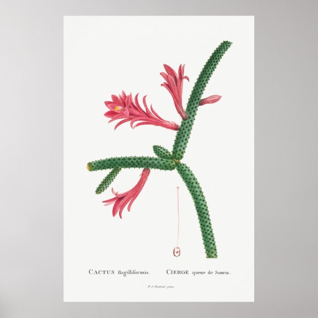 Affiche Illustration vintage Cactus (Devant)