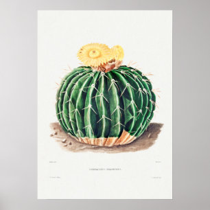 Affiche Illustration vintage Cactus