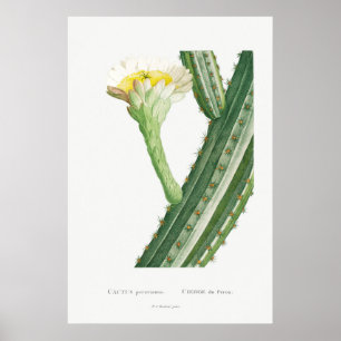 Affiche Illustration vintage Cactus/Succulent