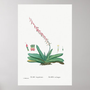 Affiche Illustration vintage Cactus/Succulent