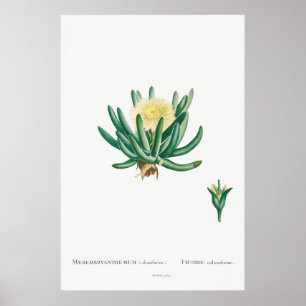 Affiche Illustration vintage Cactus/Succulent